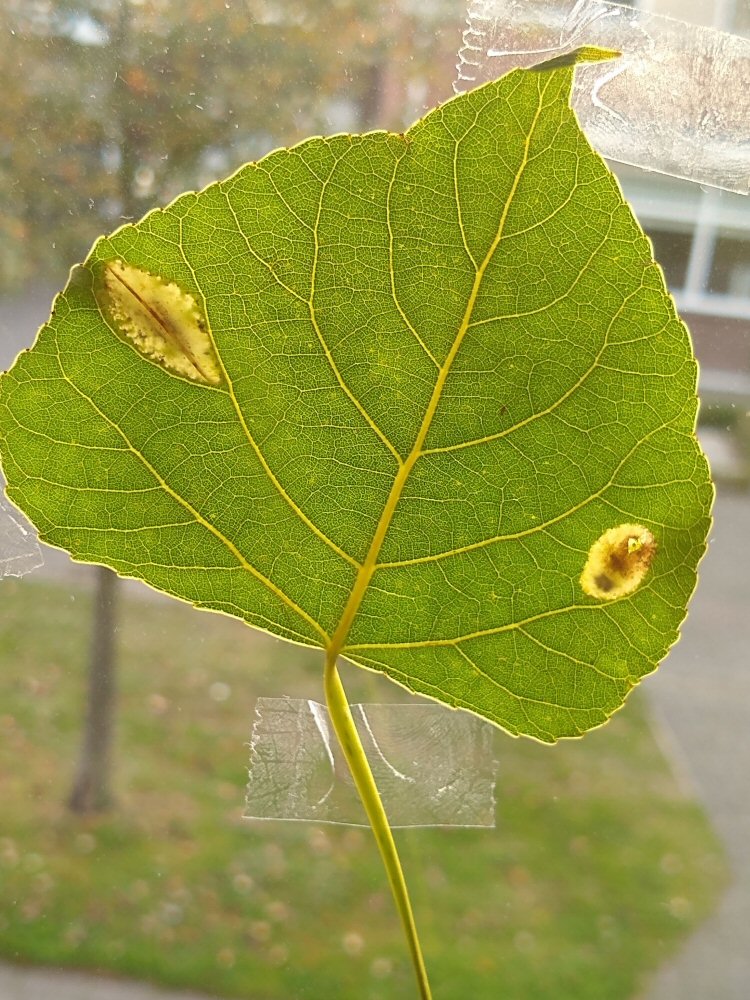 P.populifoliella on right; P connexella on left