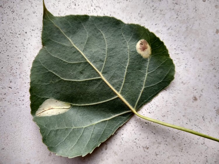 P.populifoliella on right; P connexella on left