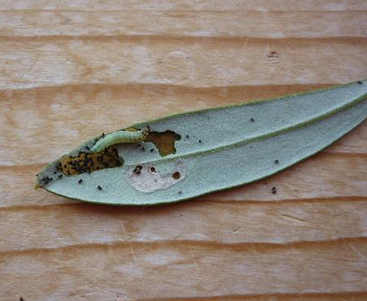 larva