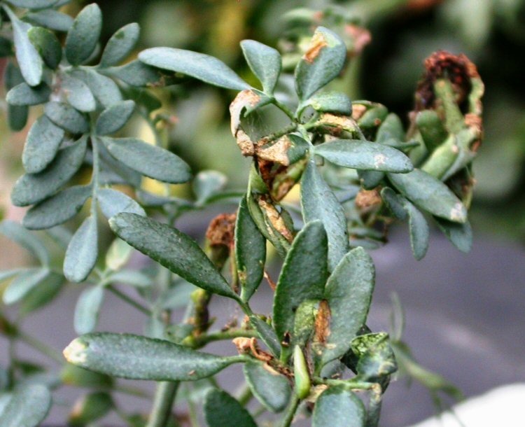 affected plant