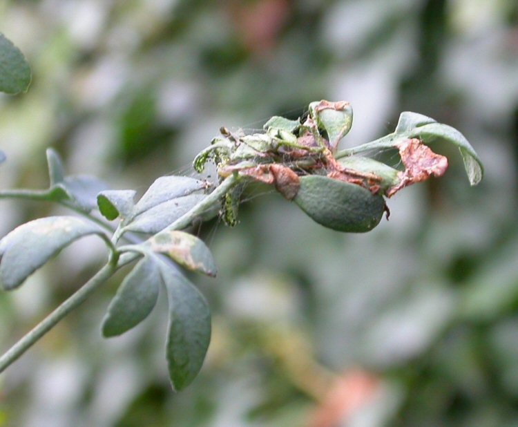 spinnings for pupation