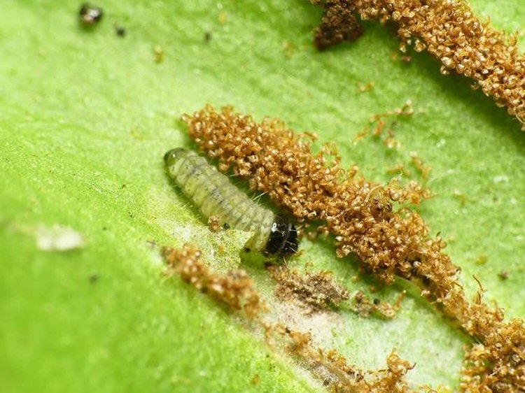 larva