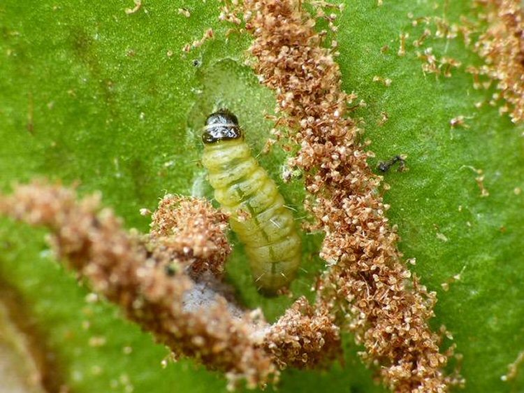 larva