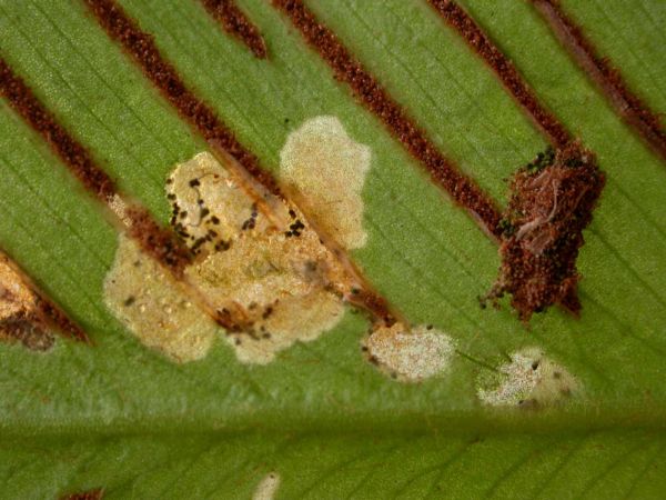 cocoon