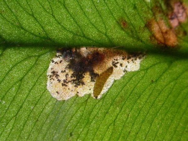 larva in mine