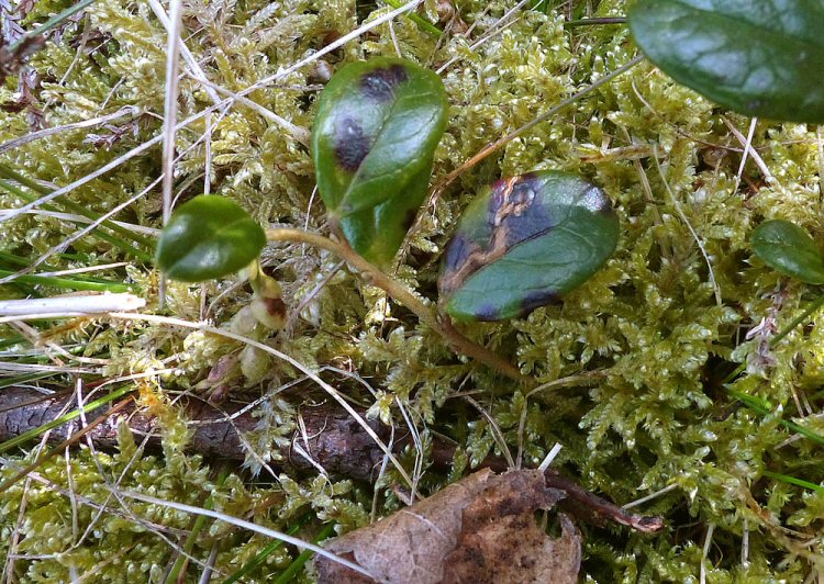 mined leaf