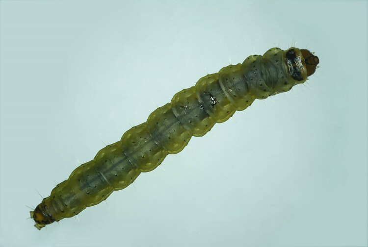 final instar ventral view