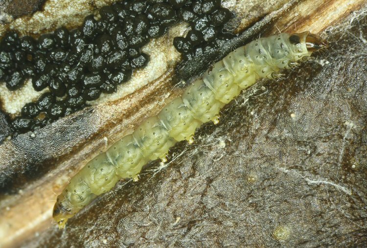 final instar lateral view