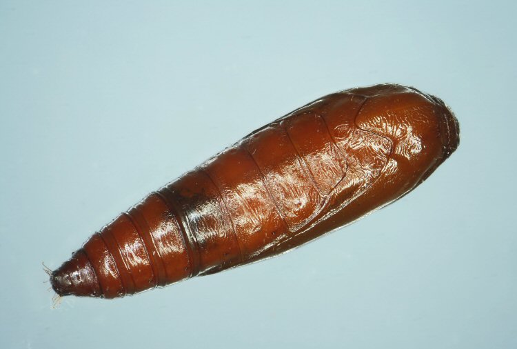 pupa dorsal view