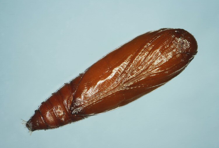 pupa ventral view