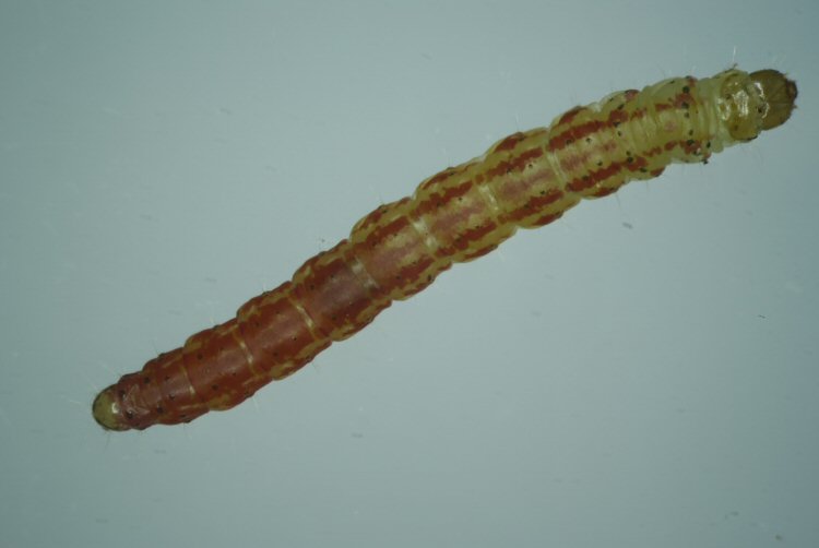 final instar larva just prior to pupation