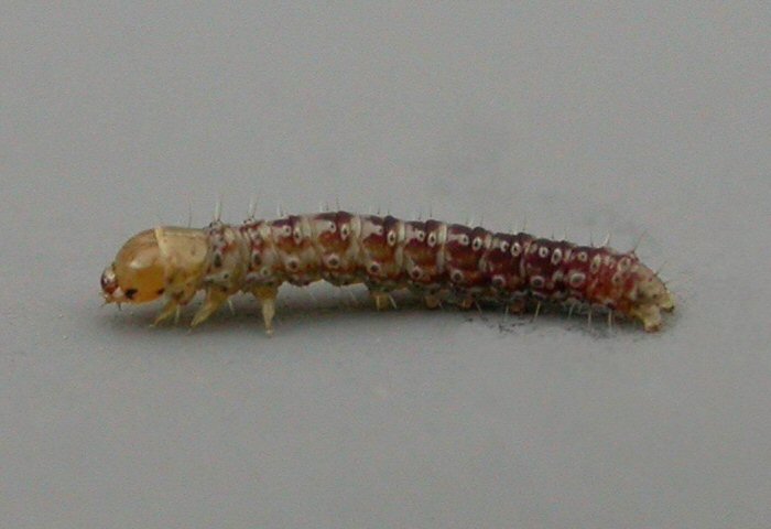 larva in dorso-lateral view