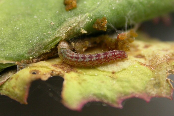 larva