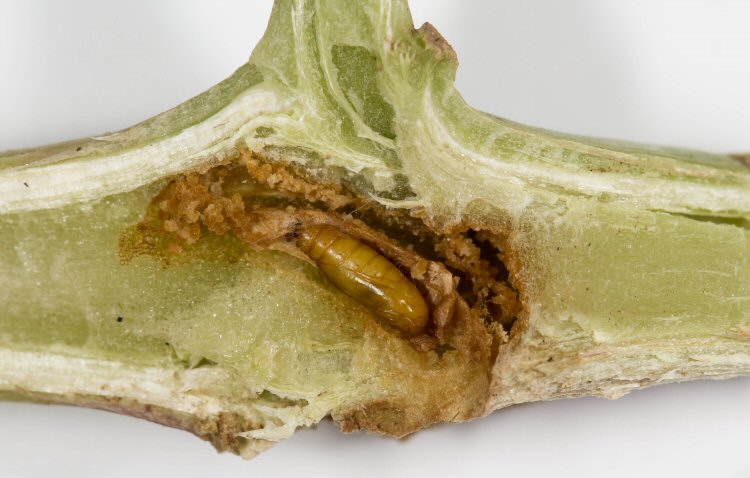 pupa