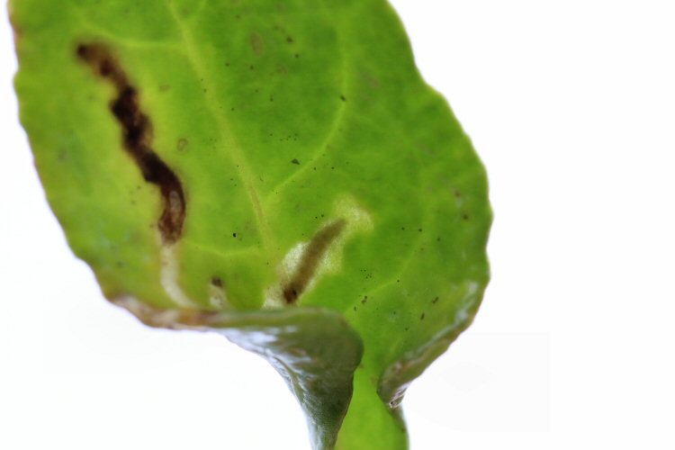 larva
