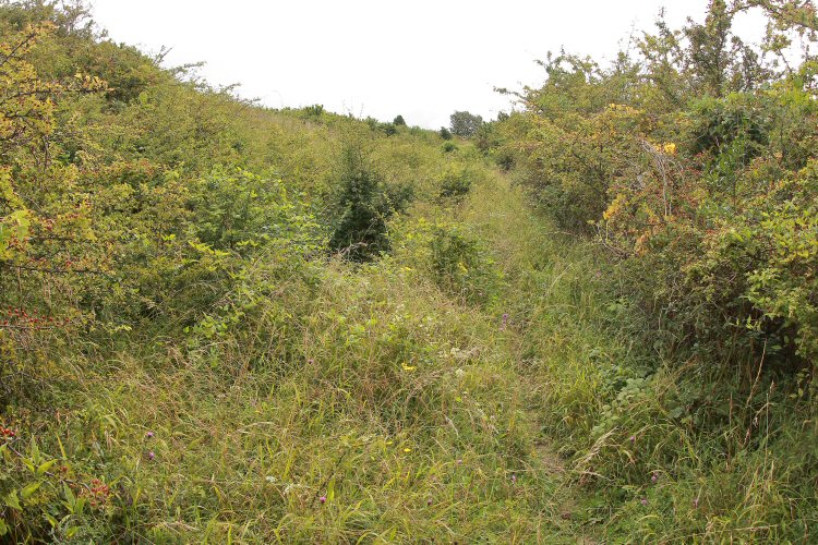 habitat