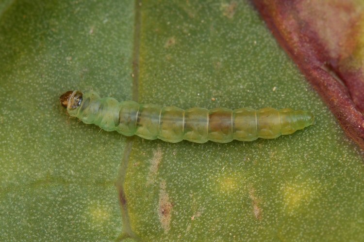 mature larva