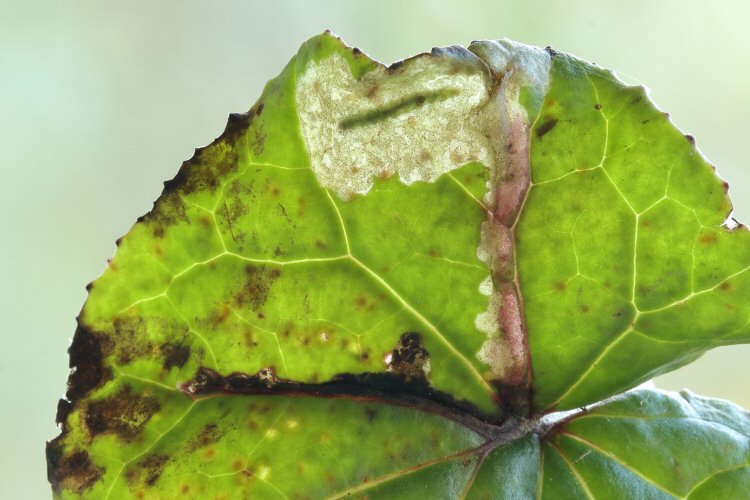 larva in mine