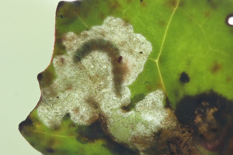 larva in mine