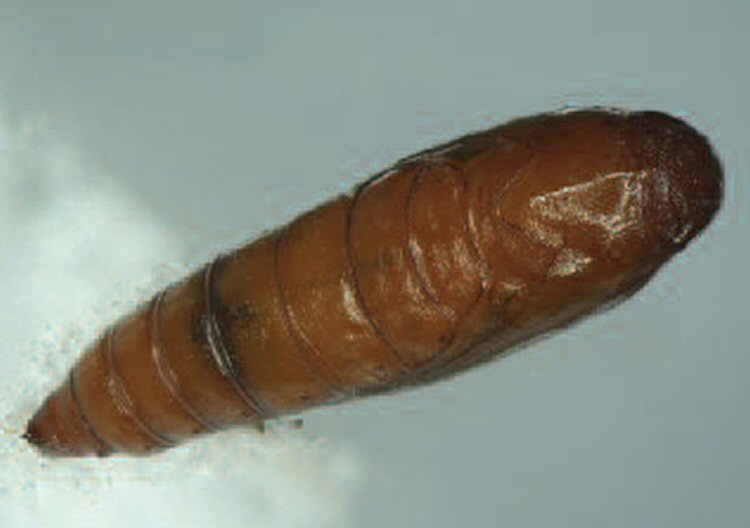 pupa dorsal 