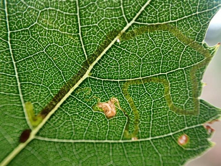 larva in mine