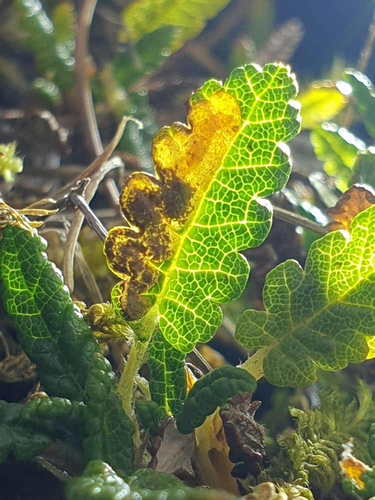 larva in mine