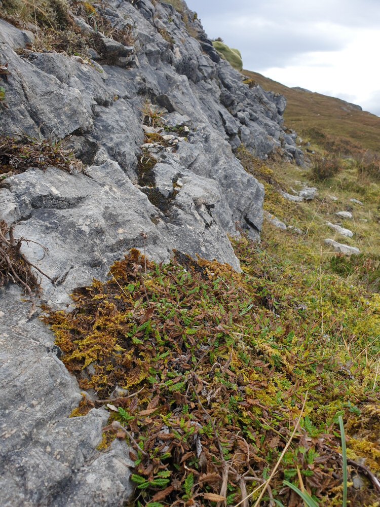 habitat