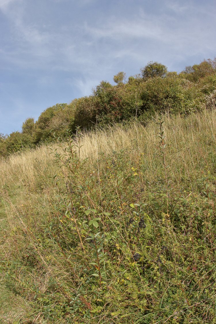 habitat