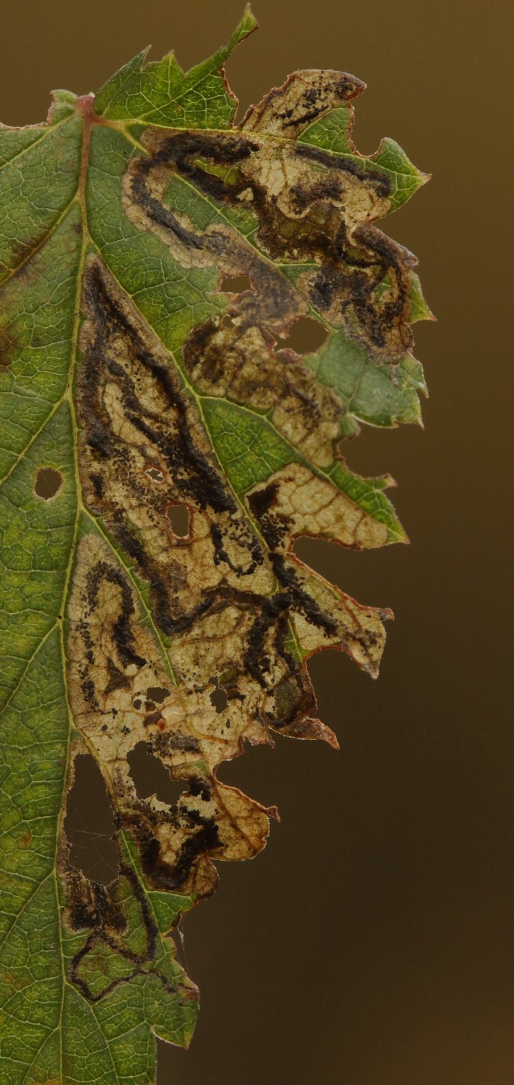 blotch is formed