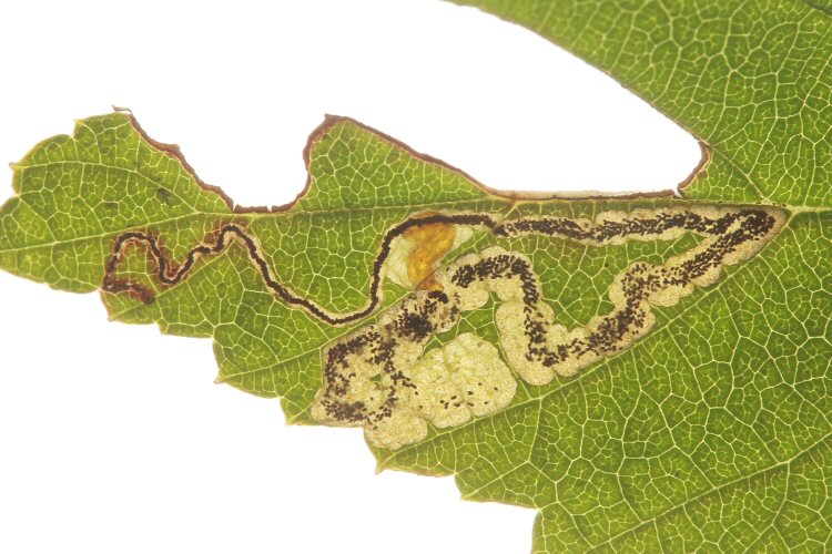 larva in mine