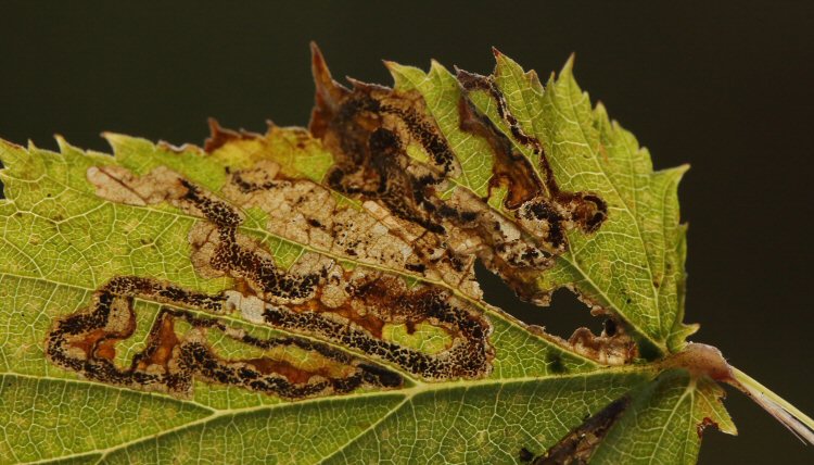 blotch is formed