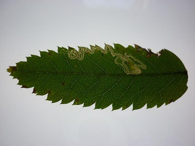 larva in mine