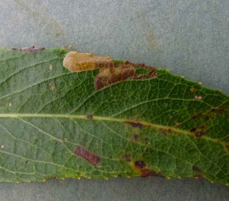 mine with larva