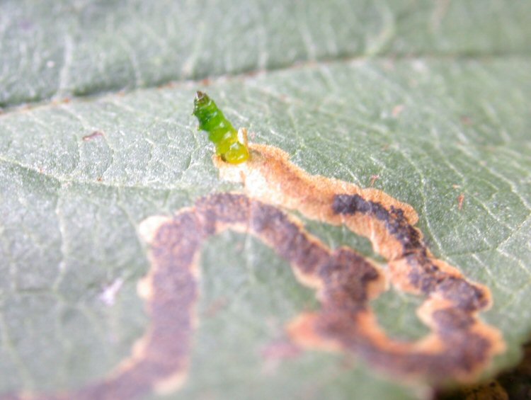 larva emerging from mine