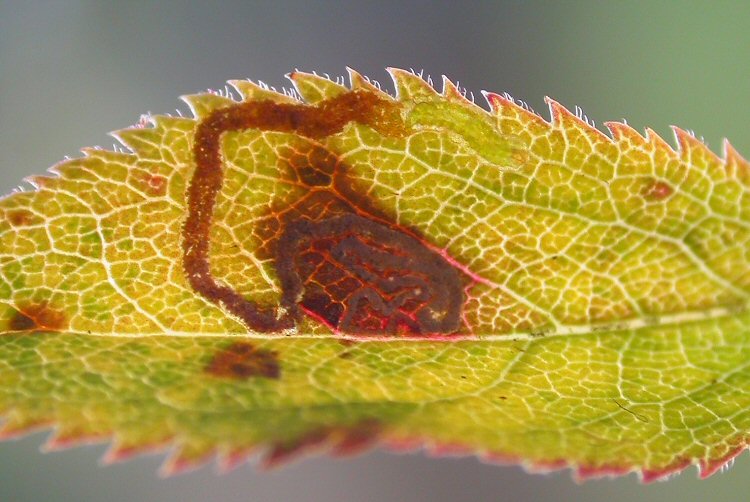 larva in mione
