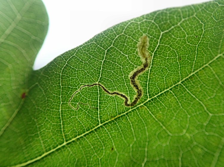 larva