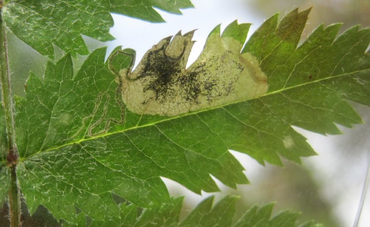 larva in mine