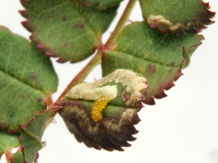 larva 