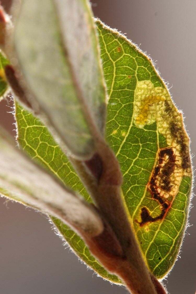 larva in mine