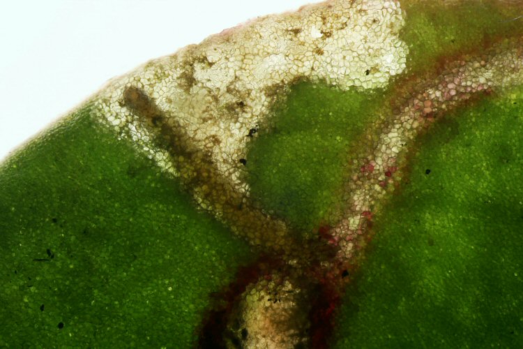 larva in mine