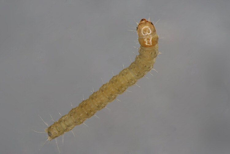 early instar larva