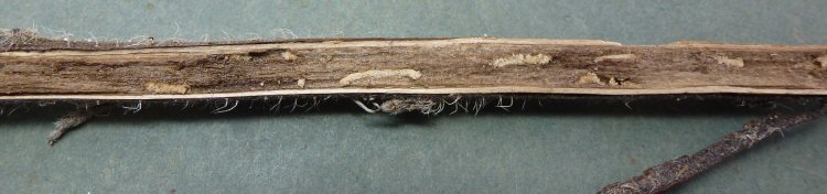 frass visible as lighter threads
