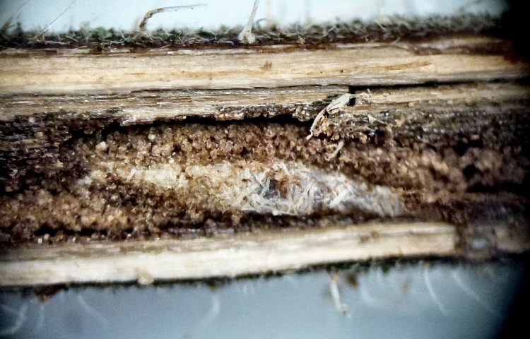 cocoon
