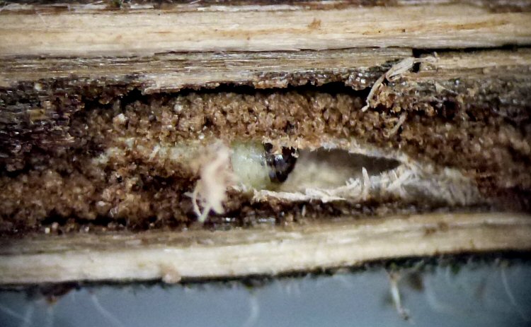 larva in cocoon