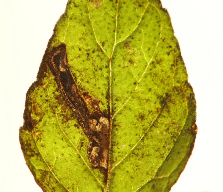 leaf stains purple