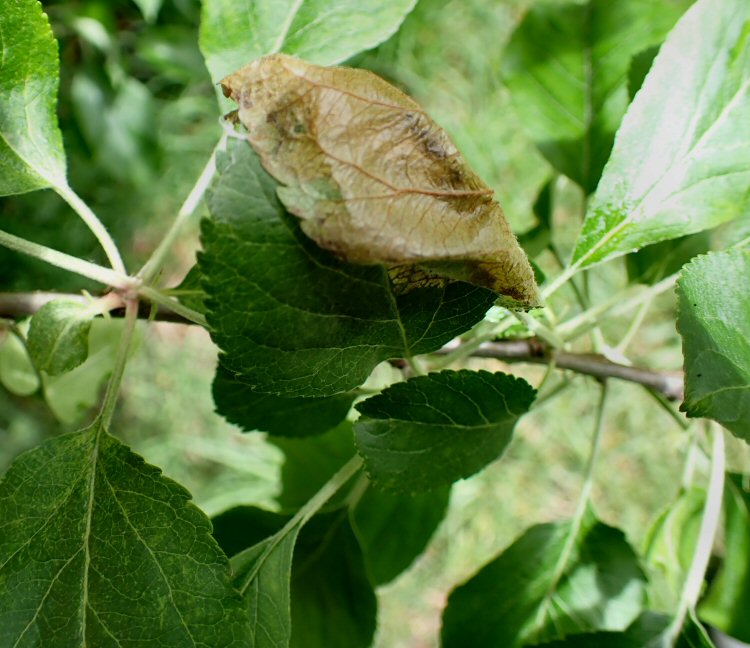 early feeding signs