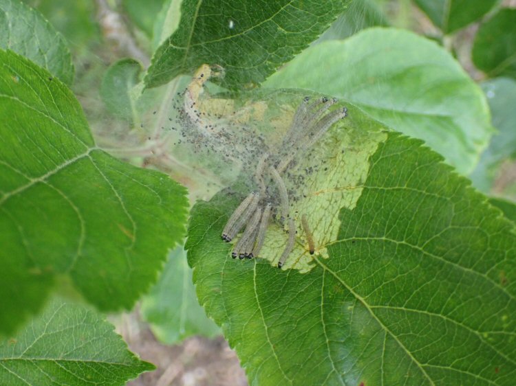 developing web