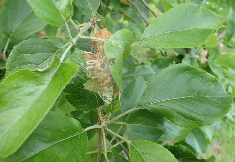 larva in a web