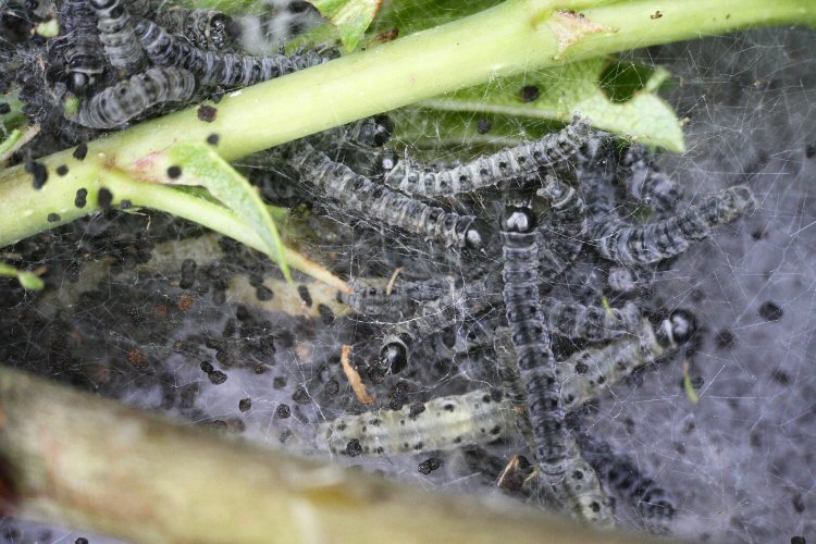 larvae feed gregariously under a web