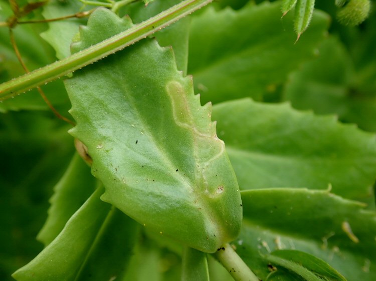 mined leaf